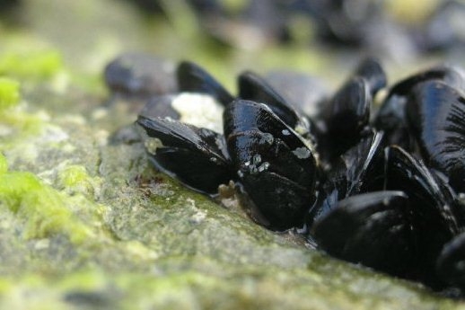 Wie und wie viel Kochen von Muscheln? 02