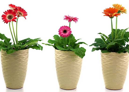 Gerbera in einem Pot: Wie kümmere ich mich um eine Blume?? 07