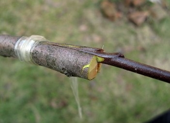 So erstellen Sie einen Apfelbaum? 04