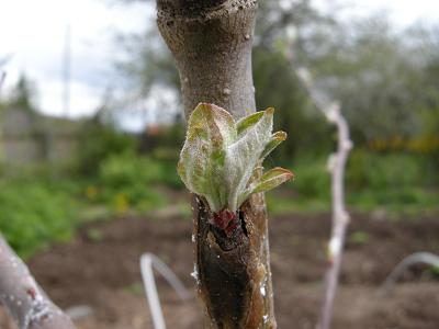 So erstellen Sie einen Apfelbaum? 05