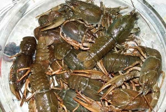 Wie kochen Sie Crayfish zu Hause richtig?? Rezepte für echte Gourmet 11