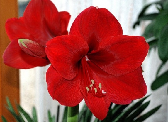 Hippeastrum: Beschreibung, Wachstum, Landung und Pflege 01