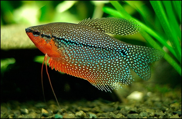 Arten von Aquarienfisch: Foto. Kompatibilität von Aquarienfisch: Regeln 31