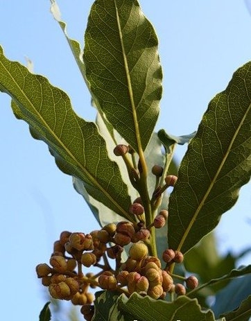 Lavra Baum (lavr) zu Hause 02