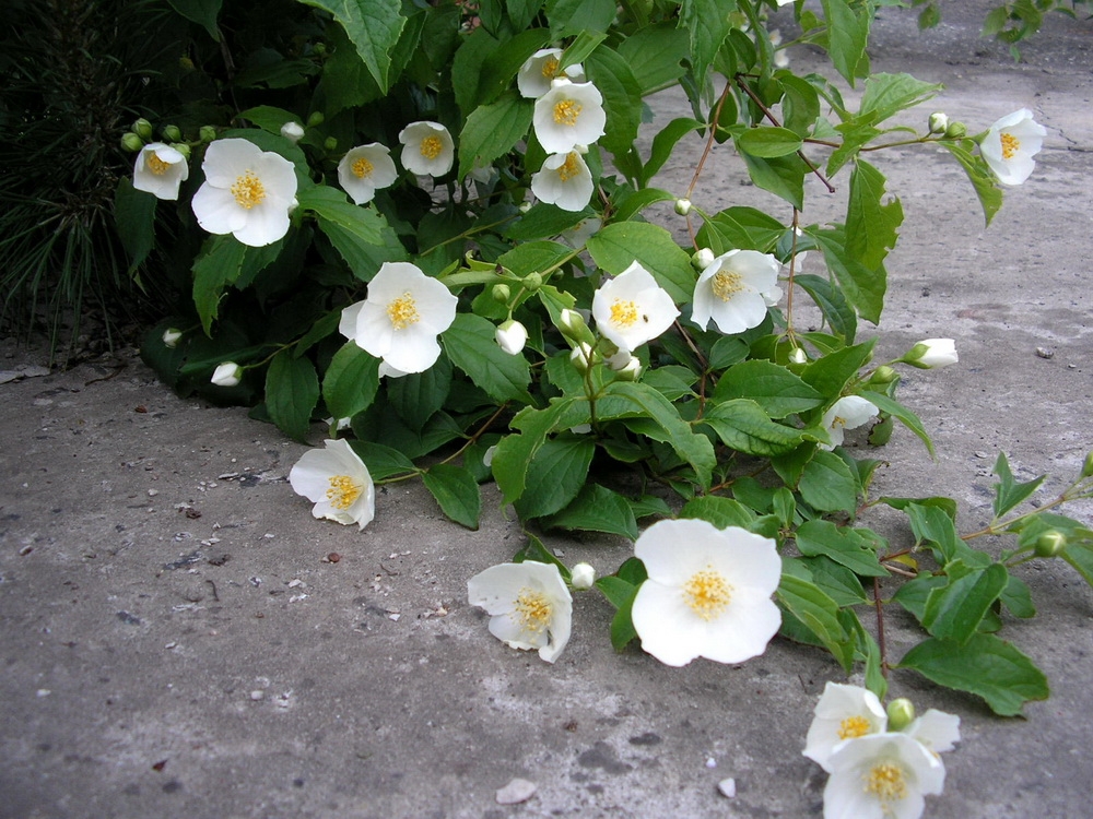 Unübertroffene Jasmin-Schönheit oder Chubble-Chubble 02