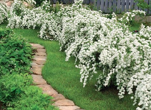 Unübertroffene Jasmin-Schönheit oder Chubble-Chubble 03