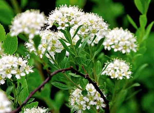 Zärtlichkeit der Blüte der niedrigsten Türme von Papier und Japaner von Spirrea 02