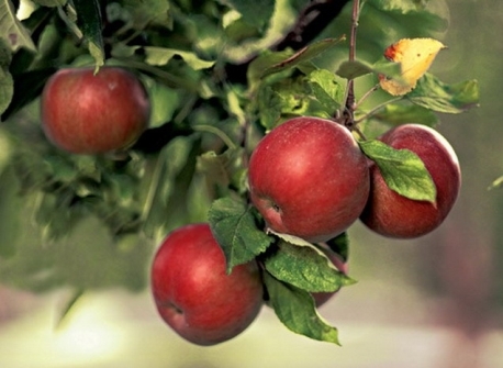 Apfelbäume im Herbst schneiden 01