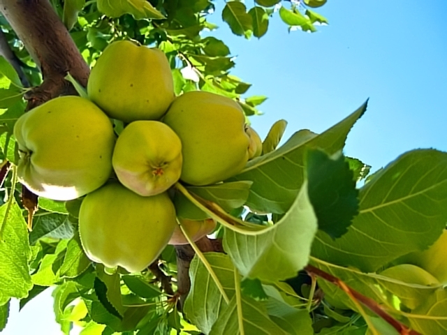 Apfelbäume nach dem Blühen sprühen 01