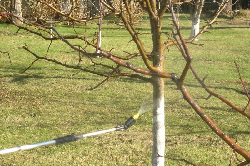 Apfelbäume nach dem Blühen sprühen 02