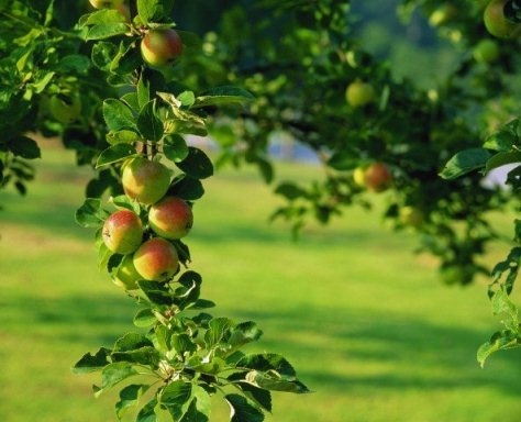 Apfelbäume im Herbst schneiden 03