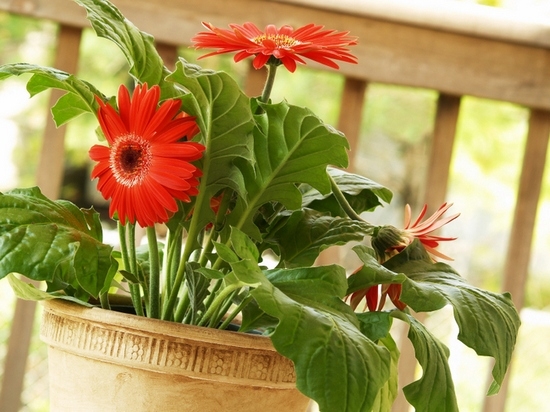 Gerbera in einem Pot: Wie kümmere ich mich um eine Blume?? 08