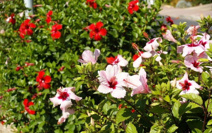 Hibiskus oder sudanesische Rose 03