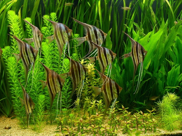 Arten von Aquarienfisch: Foto. Kompatibilität von Aquarienfisch: Regeln 46