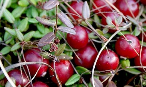 Cranberry während der Schwangerschaft 01