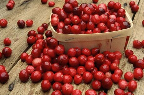 Cranberry während der Schwangerschaft 02