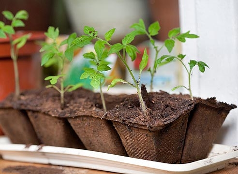 Wie und wann Tomaten pflanzen? Wachsende Tomaten im Land 02