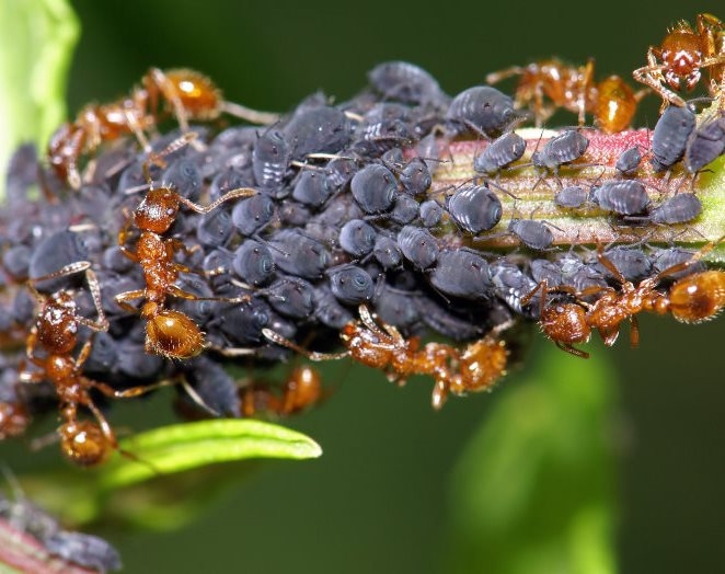 So ziehen Sie Gartenameisen ab? Möglichkeiten, schwarze und rote Ameisen zu bekämpfen 02