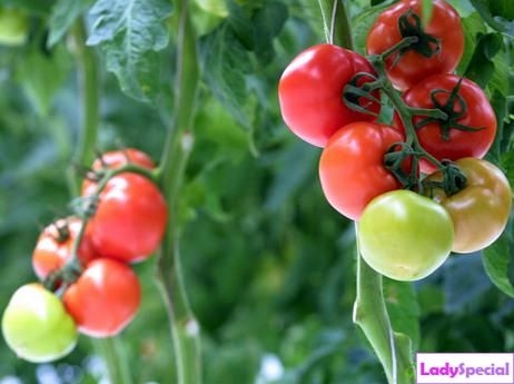 Wie und wann Tomaten pflanzen? Wachsende Tomaten im Land 03