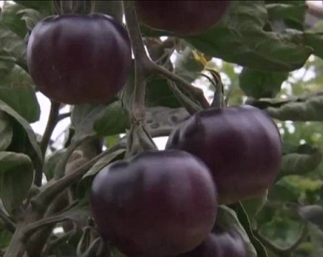 Wie und wann Tomaten pflanzen? Wachsende Tomaten im Land 04