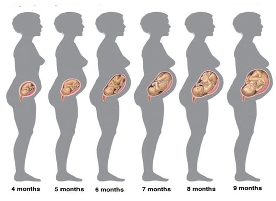 Welche Schwangerschaftswoche beginnt, Bauch zu wachsen, und wie sich er sich durch die gesamte Zeit des Babywerkzeugs ändert? 01