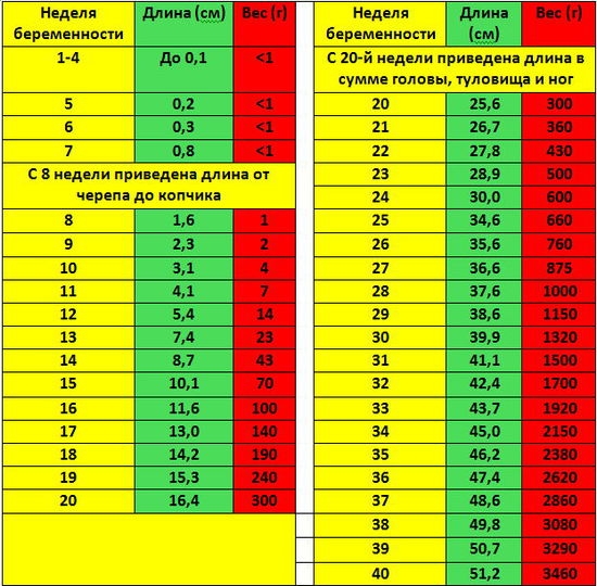 Um wie viel Uhr ist die Ultraschallschwangerschaft und der Sex?? Arten von Ultraschalldiagnostik 02