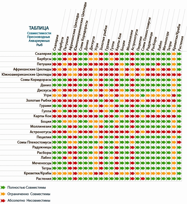 Arten von Aquarienfisch: Foto. Kompatibilität von Aquarienfisch: Regeln 55