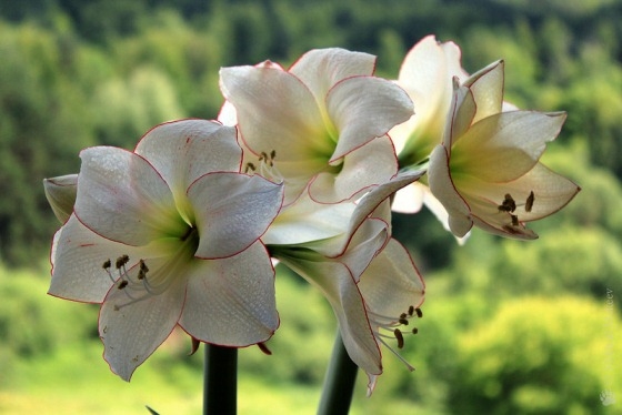 Hippeastrum: Beschreibung, Wachstum, Landung und Pflege 03