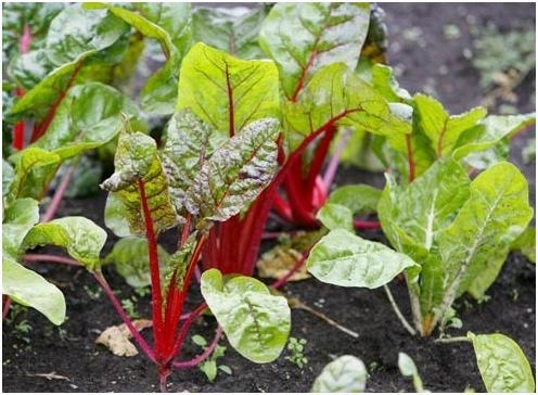 Wann und wie man Rüben pflanzen. Merkmale der Beet-Landung 02