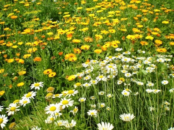 Hämorrhoiden nach der Geburt. Ursachen für Aussehen, Symptome, Prävention und Behandlung 03