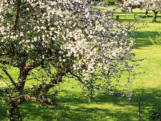 Wann und wie man einen Apfelbaum anpflanzen? Bereiten Sie sich auf eine reiche Ernte vor! 01