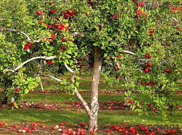 Wann und wie man einen Apfelbaum anpflanzen? Bereiten Sie sich auf eine reiche Ernte vor! 02