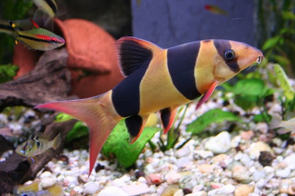 Arten von Aquarienfisch: Foto. Kompatibilität von Aquarienfisch: Regeln 60