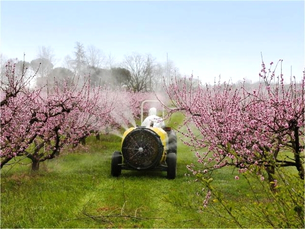 Gartenverarbeitung von den Schädlingen im Frühjahr. Hauptwege 02