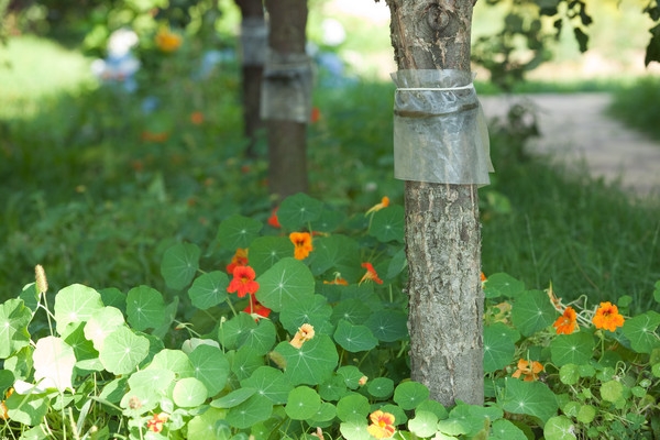 Gartenverarbeitung von den Schädlingen im Frühjahr. Hauptwege 03