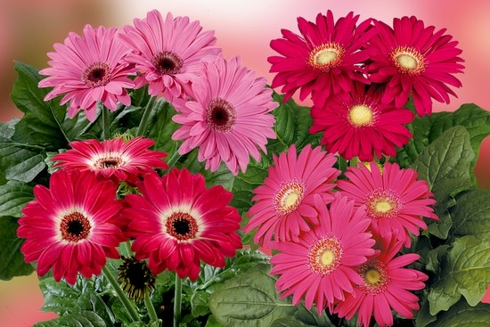 Gerbera in einem Pot: Wie kümmere ich mich um eine Blume?? 09