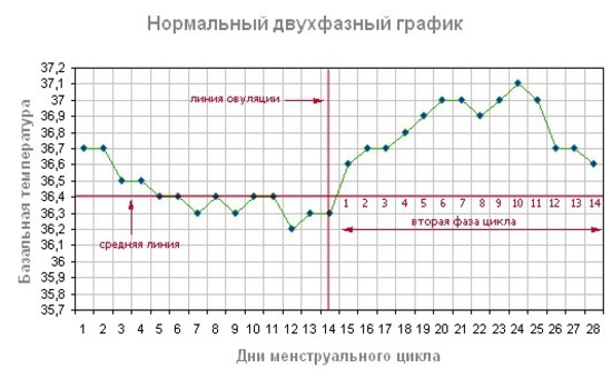 Welcher Tag nach der Menstruation können Sie schwanger werden: die Berechnungstabelle der ovulatorischen Phase 03