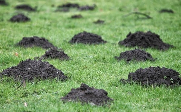 Kämpfe Krümel im Garten. Einfache Tipps und Möglichkeiten, um Maulwürfe loszuwerden 01