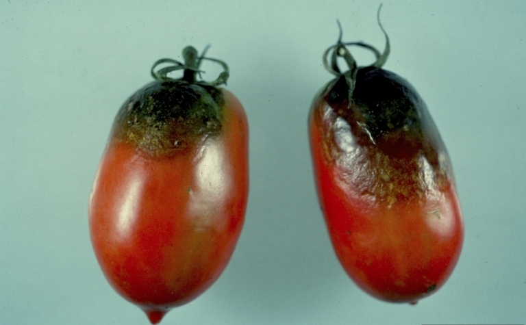 Was um Tomaten von Phytofluoren zu behandeln? 01