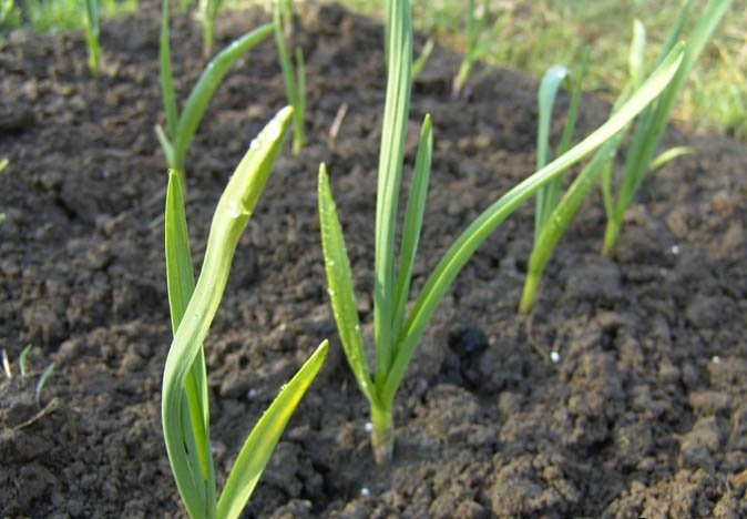 Als Knoblauch im Frühling zu füttern? Grundregeln für den oberen Dressing-Knoblauch 01