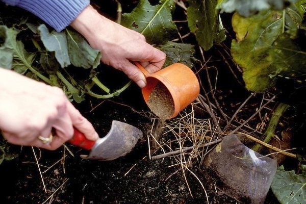 Holzasche wie Dünger. Verwendung für Kartoffeln. Die Zusammensetzung der Asche 02