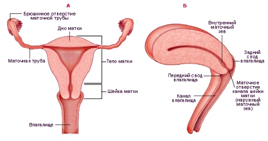 Die Struktur der weiblichen Körper des kleinen Beckens: Das Schema 04