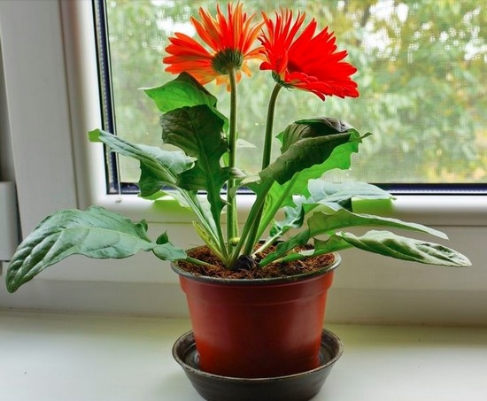 Gerbera in einem Pot: Wie kümmere ich mich um eine Blume?? 10