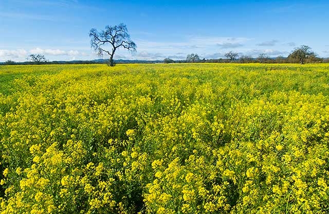 Senf als Dünger: Methode verwenden. Senf als Dünger: Bewertungen 02