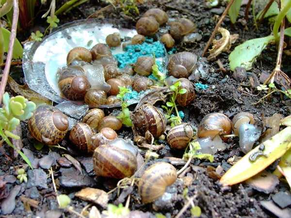 Wie man mit Schnecken umgeht? Merkmale und beste Möglichkeiten, um mit Schnecken und Schnecken umzugehen 01