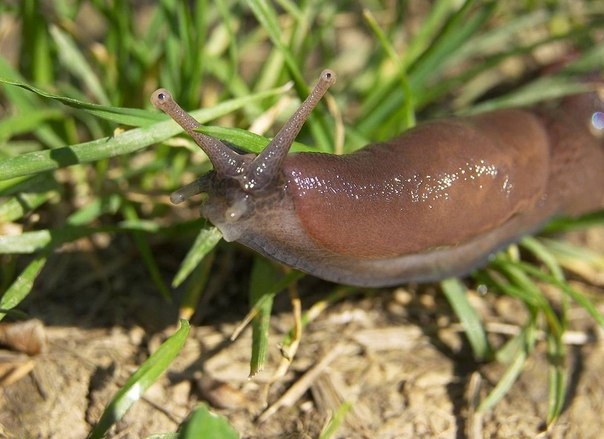 Wie man mit Schnecken umgeht? Merkmale und beste Möglichkeiten, um mit Schnecken und Schnecken umzugehen 03