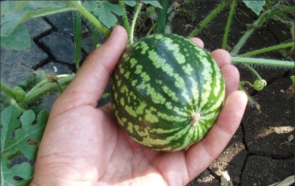 Wie man Wassermelonen und Melonen aufweist? Funktionen und Regeln der Bewässerung 01