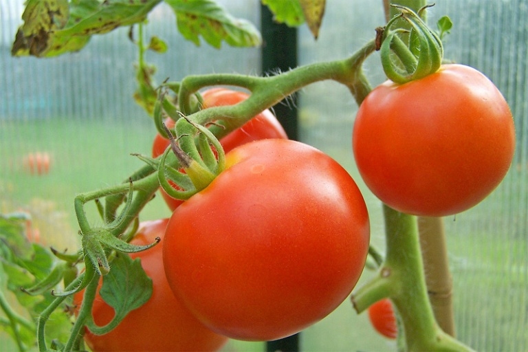 Wie man Tomaten im Gewächshaus auftaucht? 01