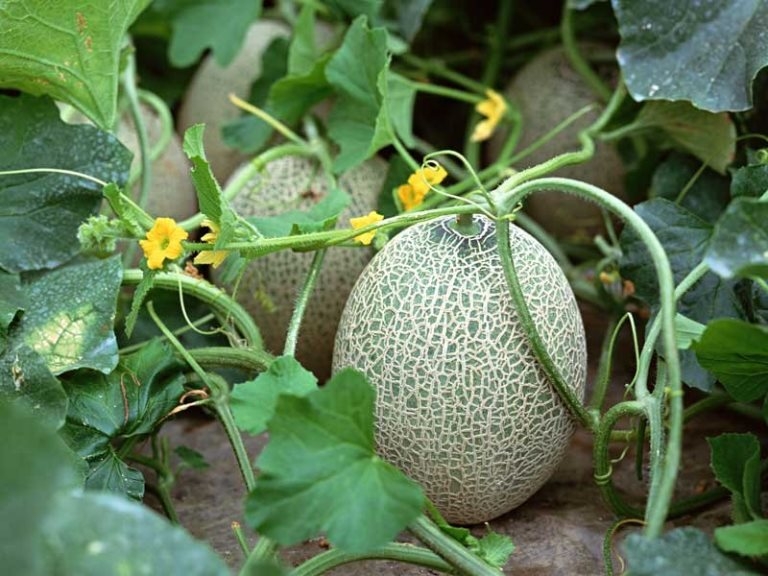 Wie man Wassermelonen und Melonen aufweist? Funktionen und Regeln der Bewässerung 02