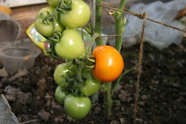 So binden Sie Tomaten im Gewächshaus? 02